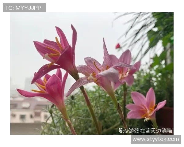 何思雨：在风雨中绽放的坚韧与希望之花